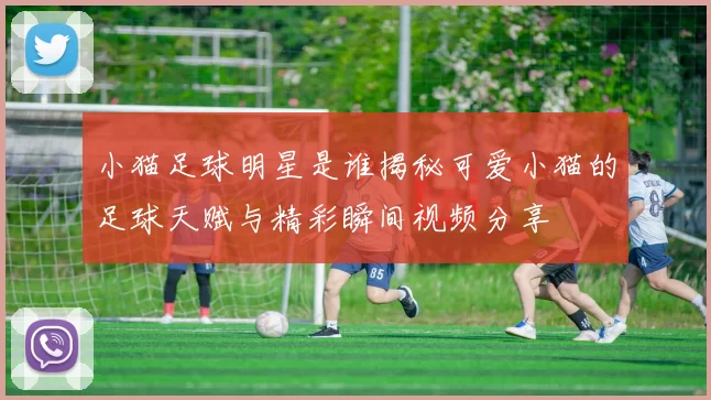 小猫足球明星是谁揭秘可爱小猫的足球天赋与精彩瞬间视频分享